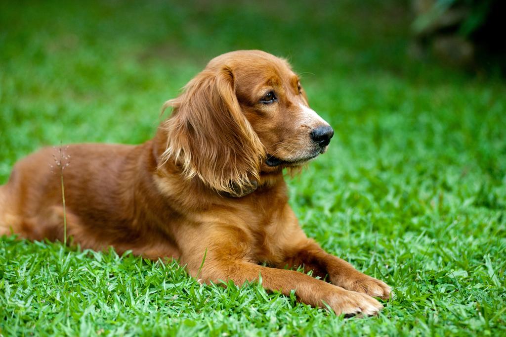 Dog