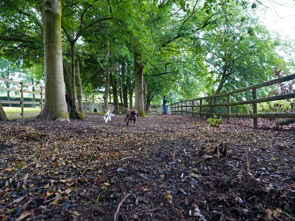 Dogs running around in the onsite dog run at Knockerdown Cottages.