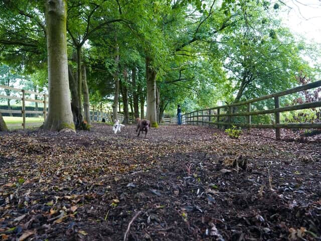 Dog Run Area