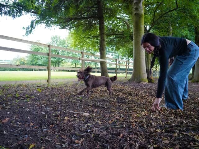 Enclosed dog run area
