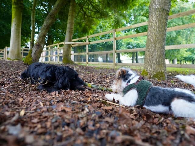 Dogs playing in the enclosed dog run