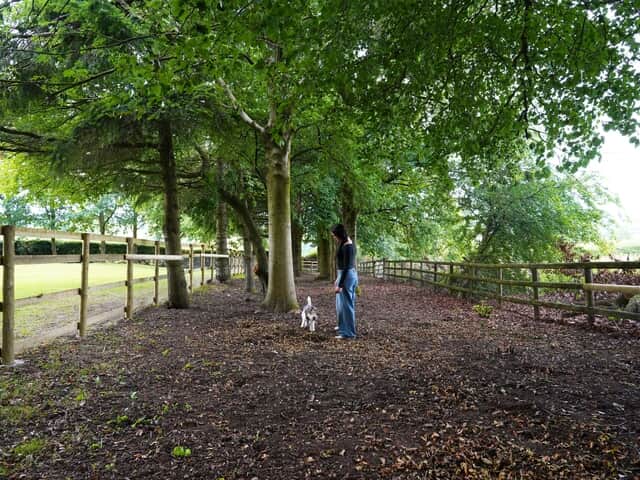 Enclosed dog run area